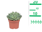Echeveria succulent in a pot.