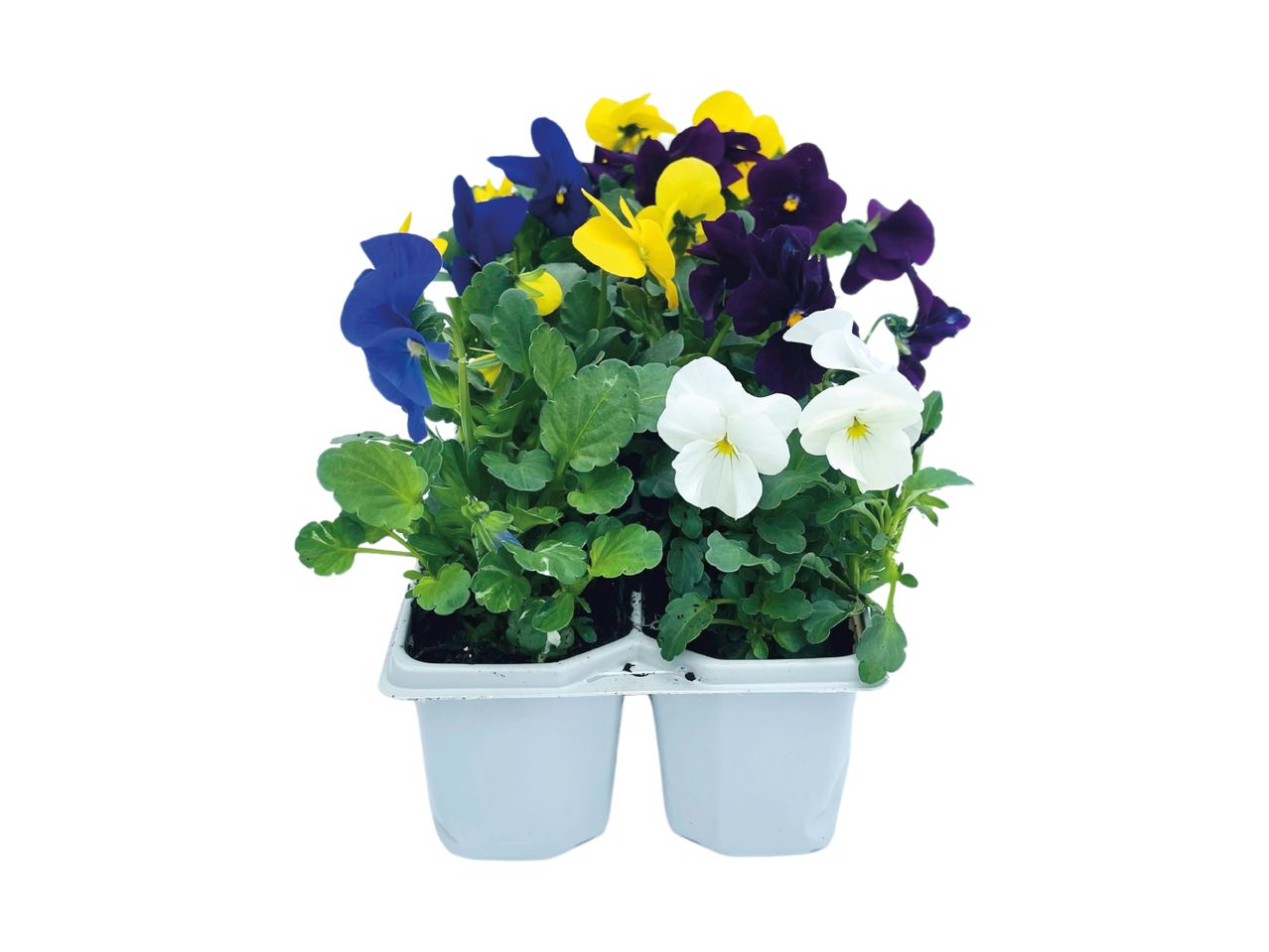 Pansy plants in a multi-pack, featuring blue, yellow, purple, and white flowers.