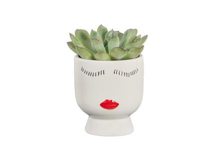 Szukkulensek hűtőmágneses kerámiában*