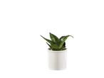 Planta Sansevieria em um vaso branco.