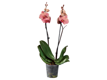 Pillangó orchidea 2 ágú*