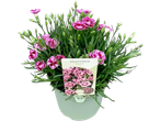 Potted dianthus plant with pink and white flowers, green foliage, and a plant tag.