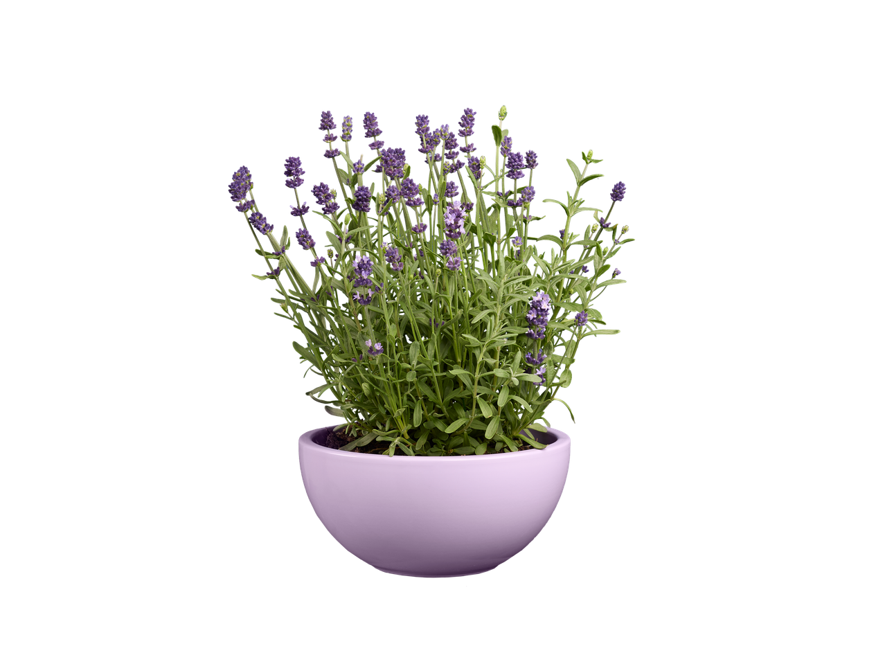 Lavender plant in a lilac pot.