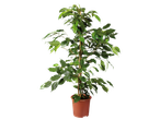 Plantă mare Ficus Benjamina într-un ghiveci de teracotă.
