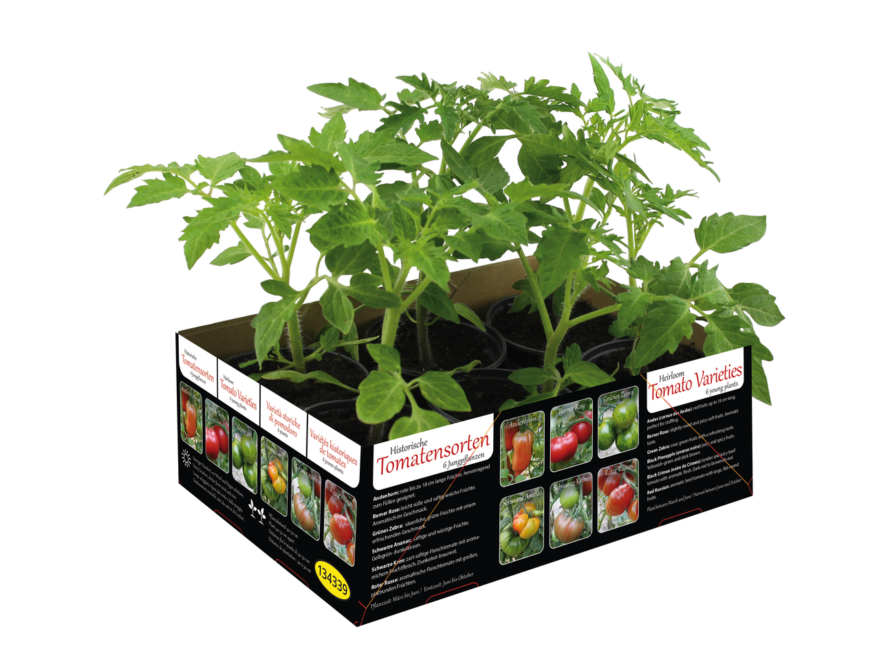Zes historische tomatensoorten: Anderhorn, Berner Rose, Groene Zebra, Zwarte Krim, Zwarte Ananas, Rode Russische.