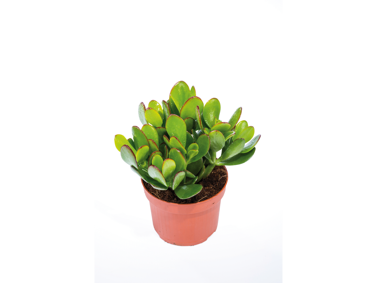 Planta suculenta verde em um vaso marrom