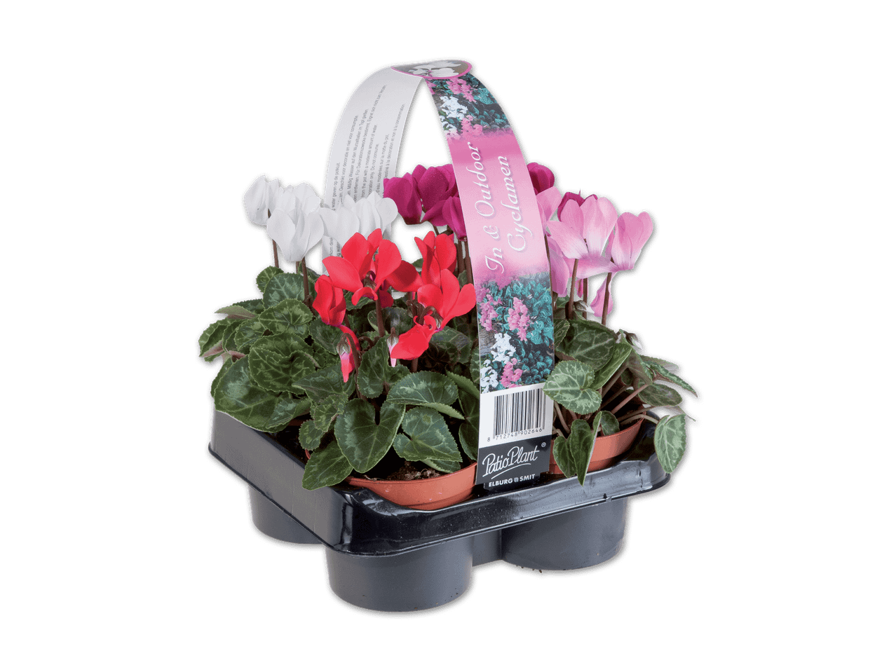 Ein schwarzer Träger mit vier bunten Alpenveilchen-Pflanzen und einem Etikett mit der Aufschrift 'In & Outdoor Cyclamen'.