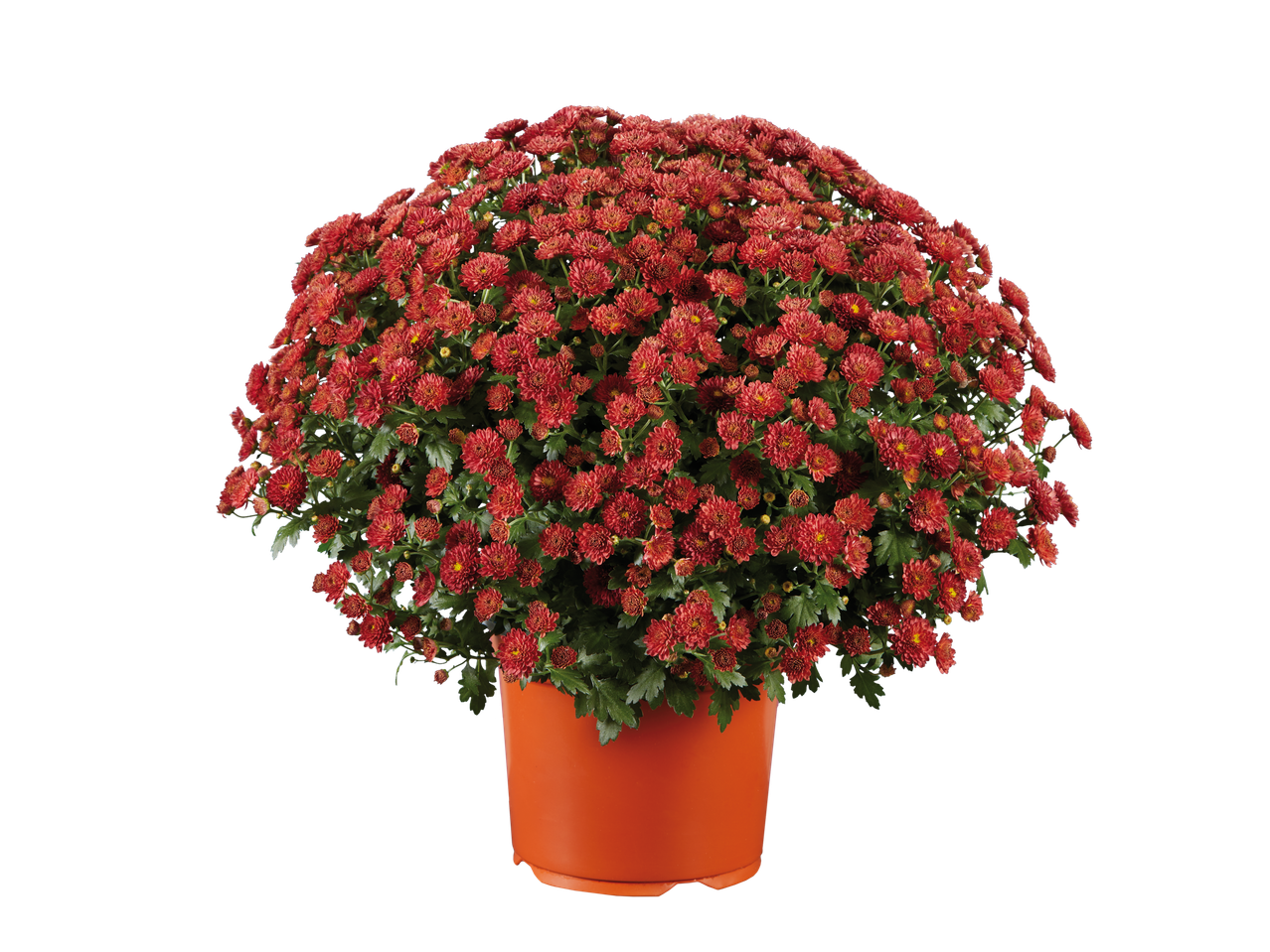 Extra large garden mums in a vibrant red color, planted in an orange pot.