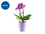 Purple orchid in a lavender pot.