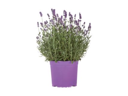 Lavendel