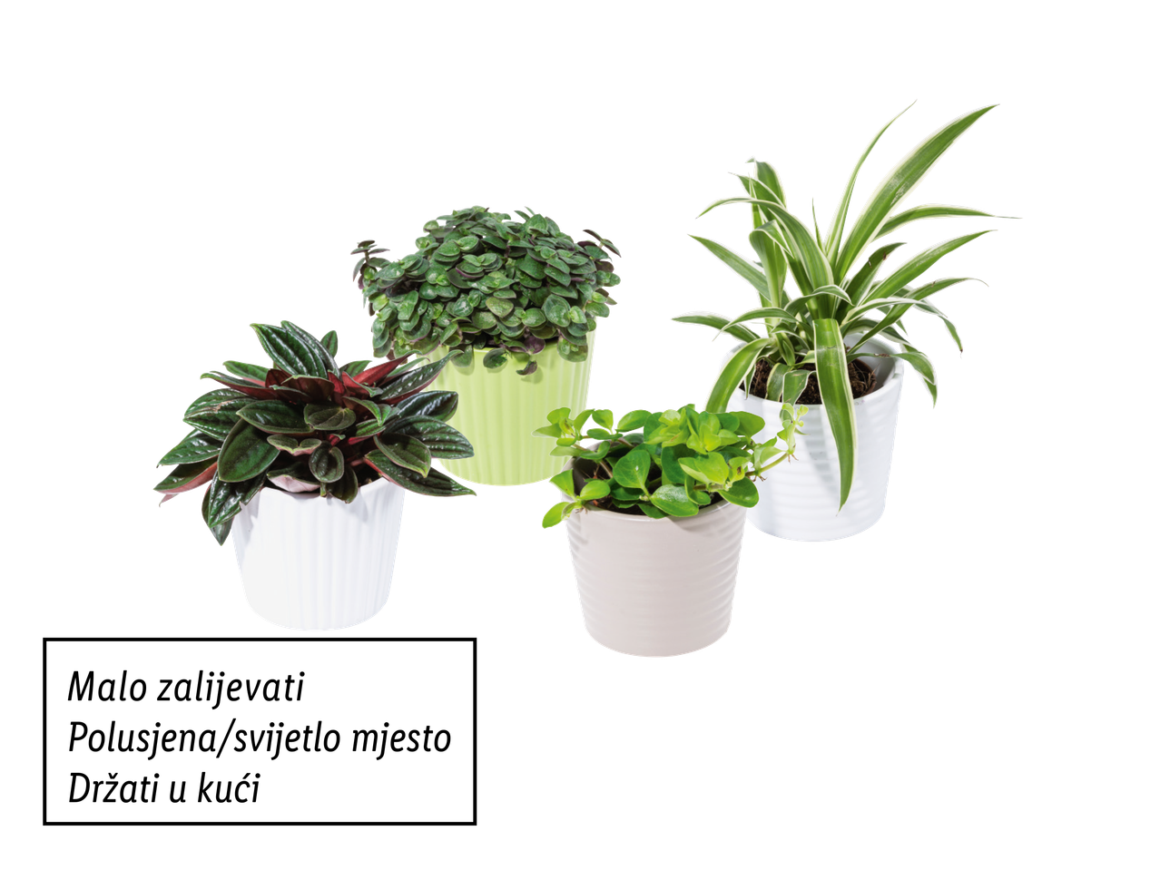 Četiri sobne biljke u bijelim, zelenim i bež posudama.