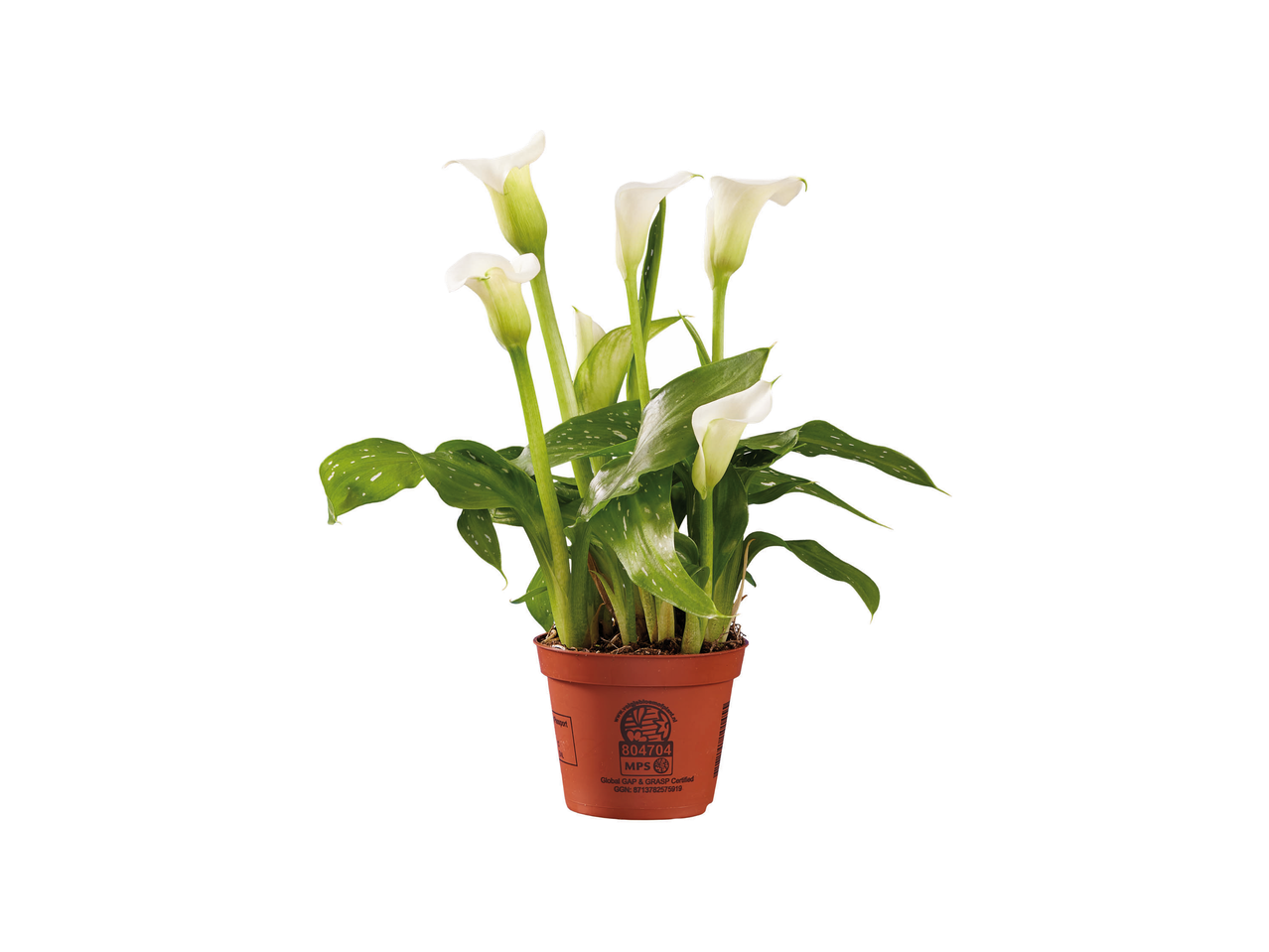 Potted white calla lilies with green leaves, featuring a brown pot with certification details.