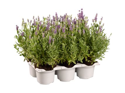 Lavendel