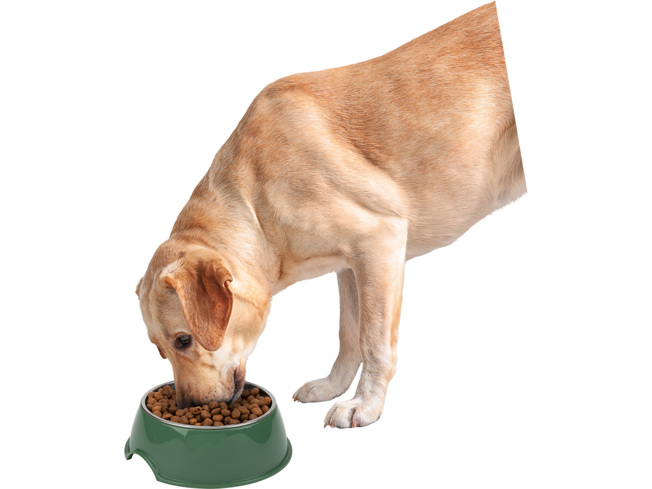 A cream-colored dog eats from its green food bowl.