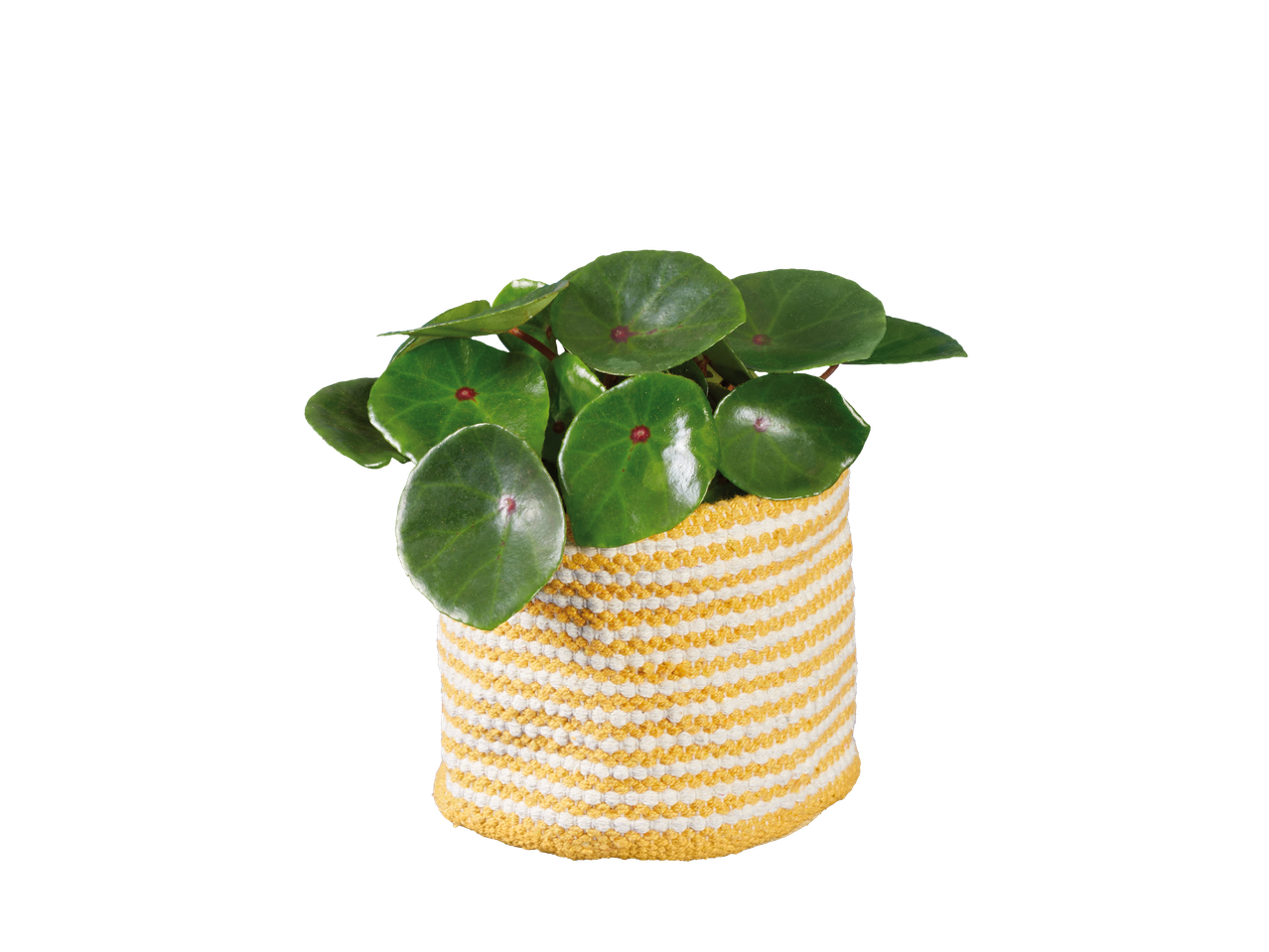 Pilea peperomioides plant in a yellow and white striped woven pot.