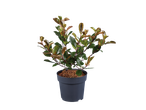 Potted plant with green and reddish-brown leaves, mulched with wood chips.