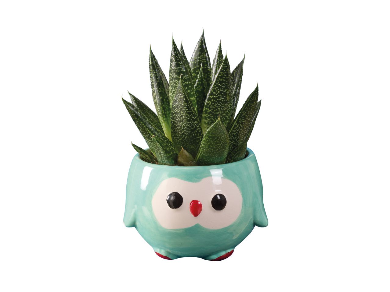 A small succulent plant in a cute teal owl-shaped ceramic pot.