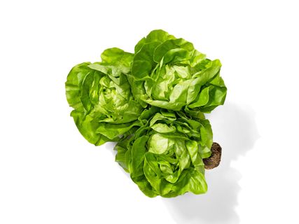 Fejes saláta gyökérrel