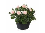 Rosier en pot rose pâle.