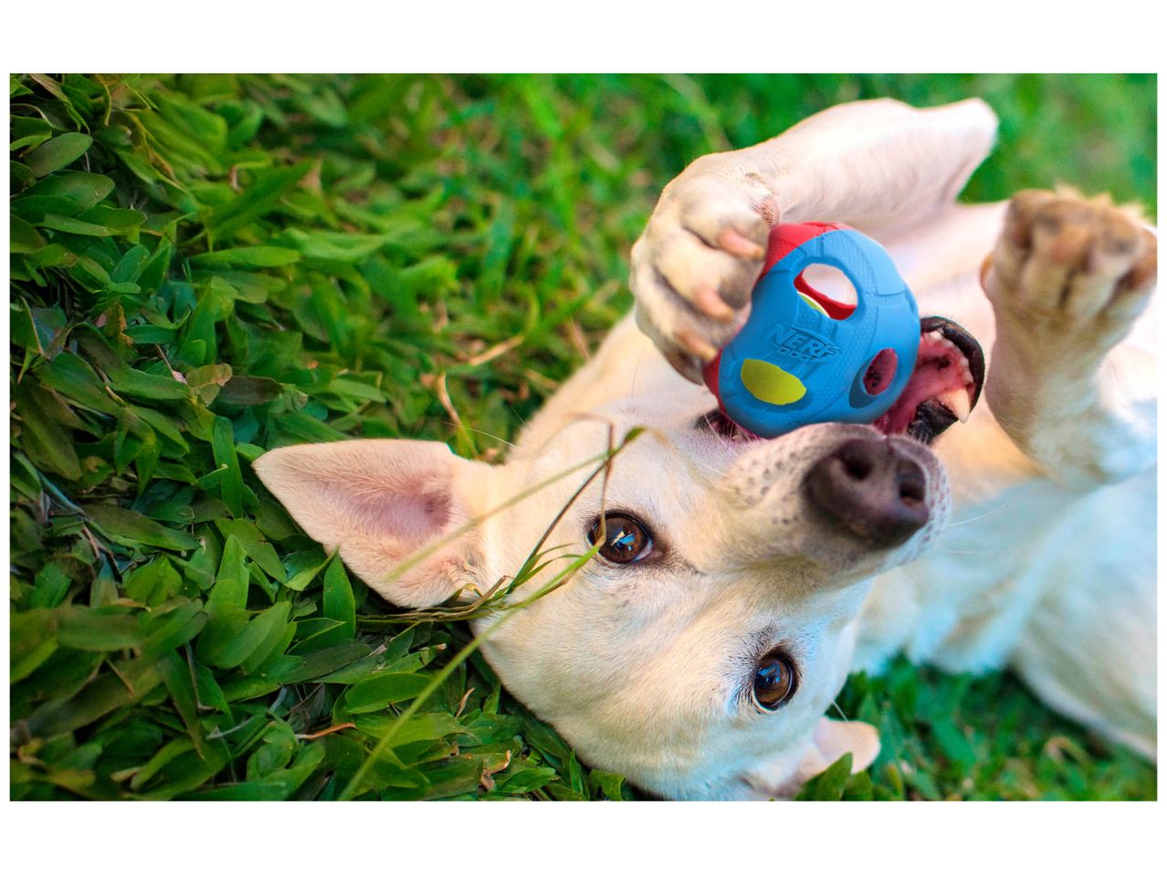 Un chien blanc joue avec une balle Nerf Dog dans l'herbe.