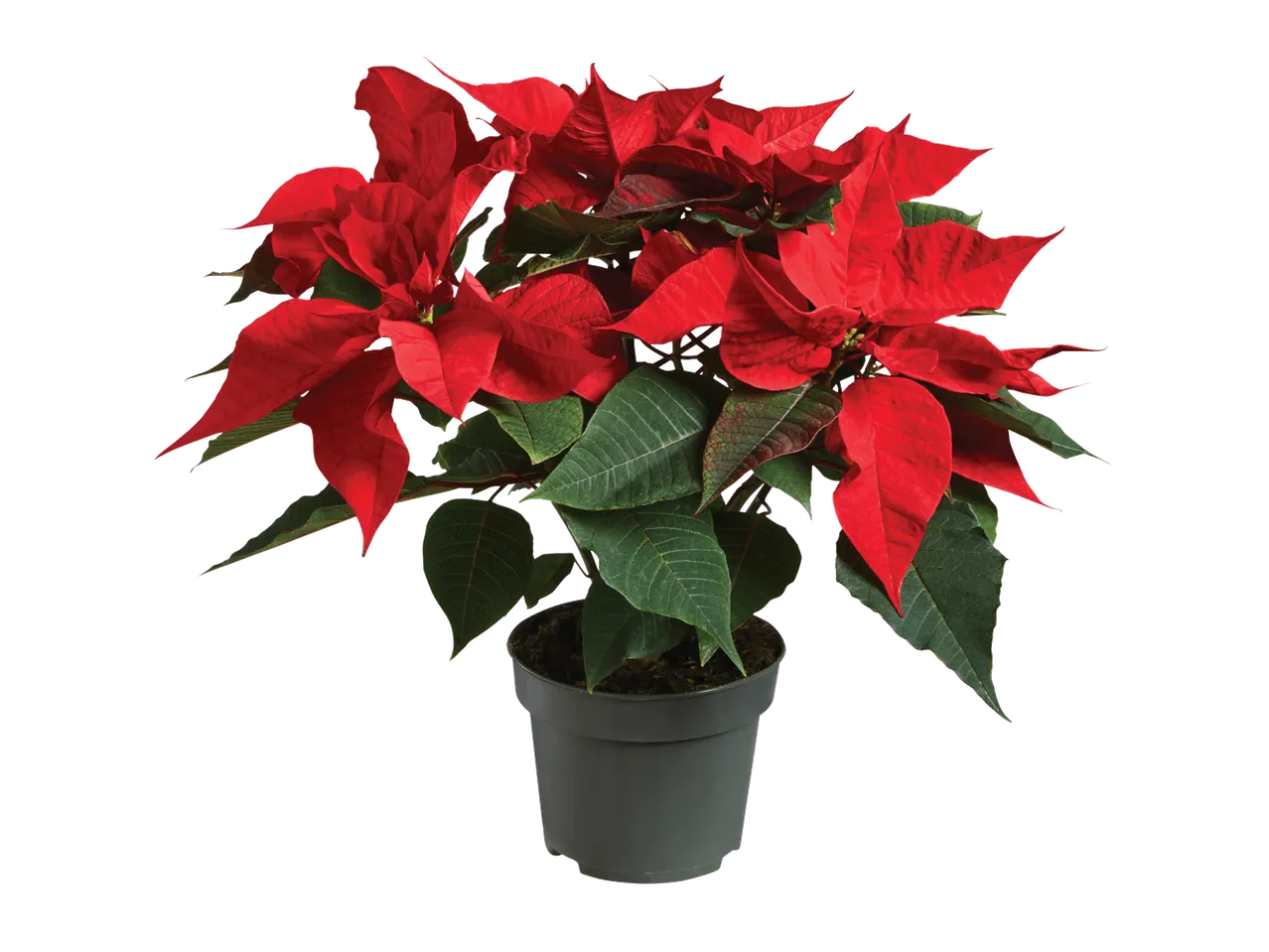 Raudona puansetija pilkame vazone