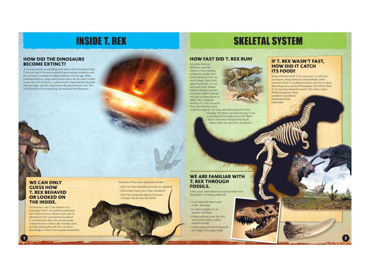 An educational infographic about T. rex, covering its extinction, speed, hunting, internal biology, and fossil evidence.