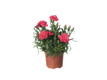 Tuinanjer