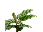 Planta com folhas variegadas sobre fundo preto.