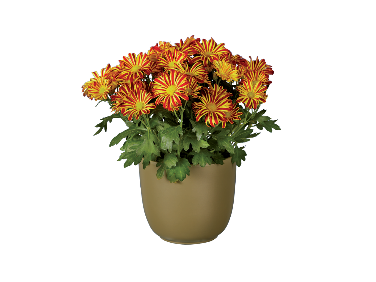 Chrysanthèmes rouges et jaunes en pot.