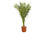 Een hoge palm in een bruine pot tegen een zwarte achtergrond.