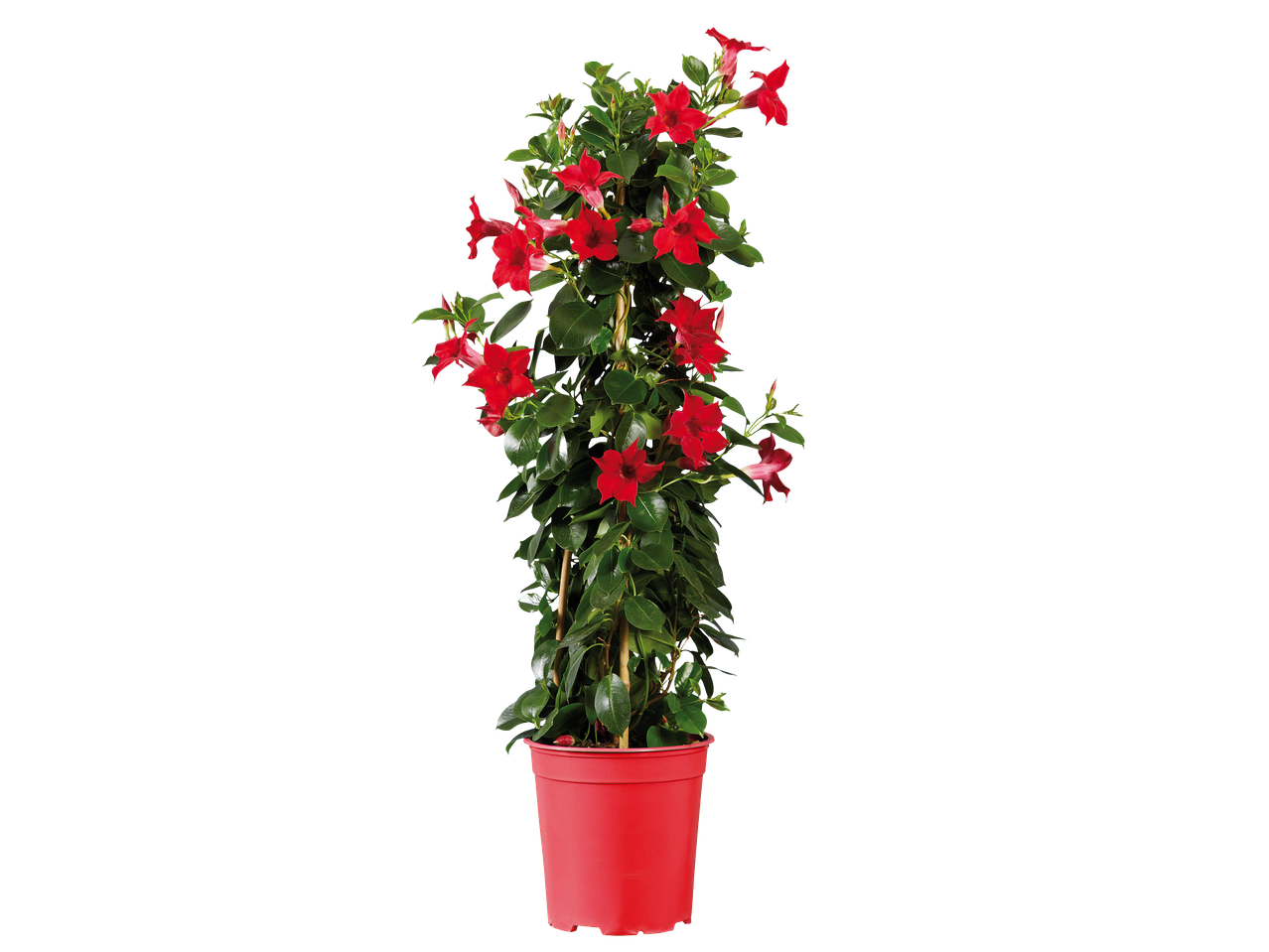 Piros virágos növény piros cserépben, fekete háttér előtt.