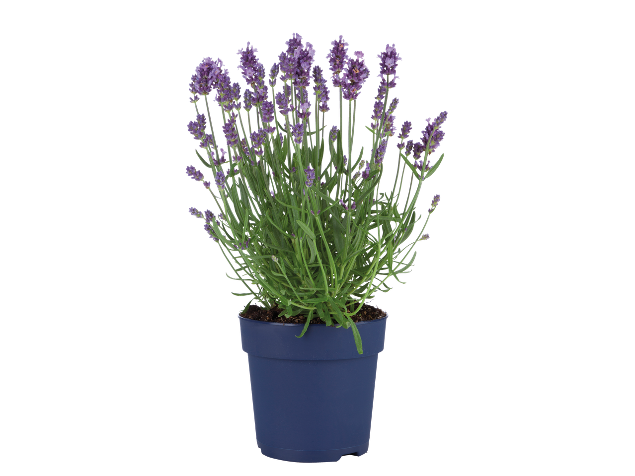 Lavendelplant in pot.