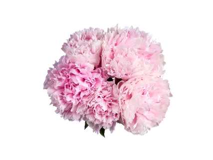 Pioenen