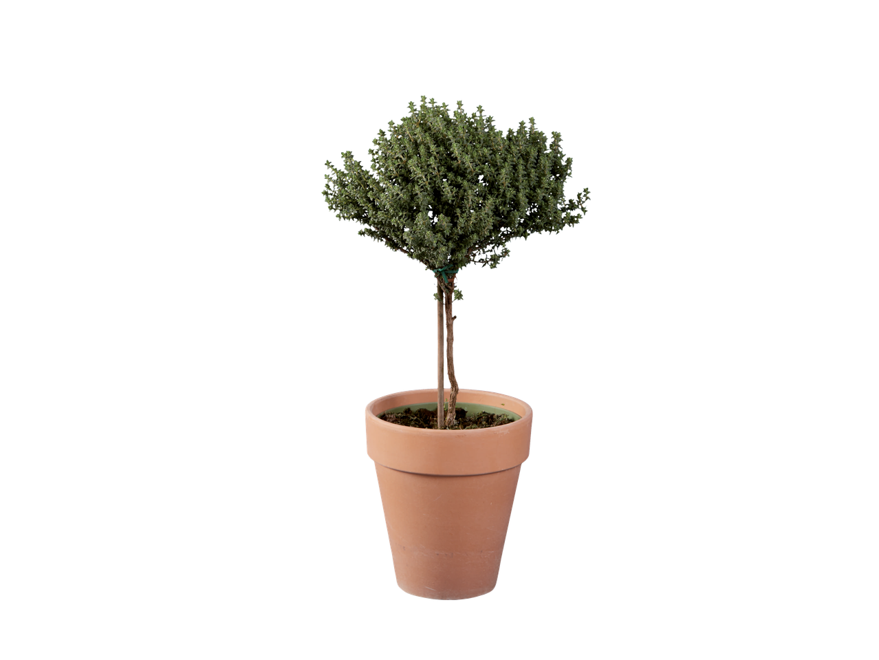 Italian herb plant on a stem in a terracotta pot.