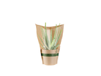 Plantă de Aloe Vera într-un ambalaj ecologic din hârtie.