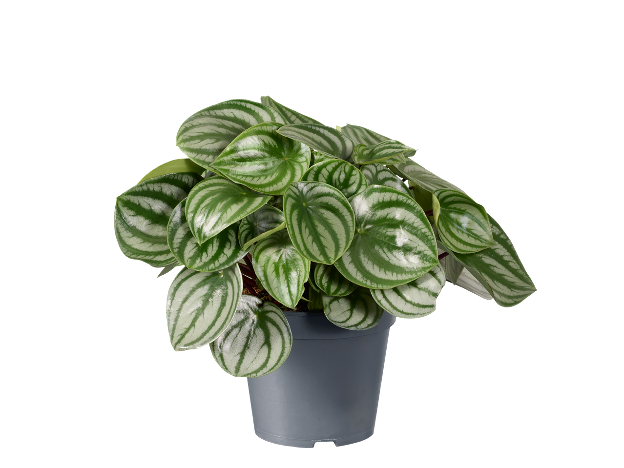 Watermeloen Peperomia in een grijze pot op een zwarte achtergrond.