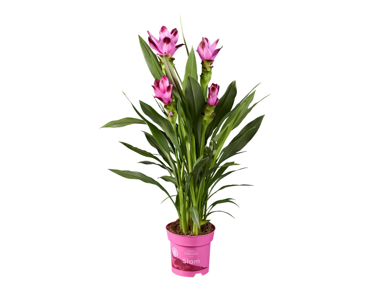 Roze curcumaplant in een roze pot met het label 'CURCUMA Siam'.