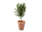 Potted Italian herb on stem, likely rosemary, with green leaves in a terracotta pot.