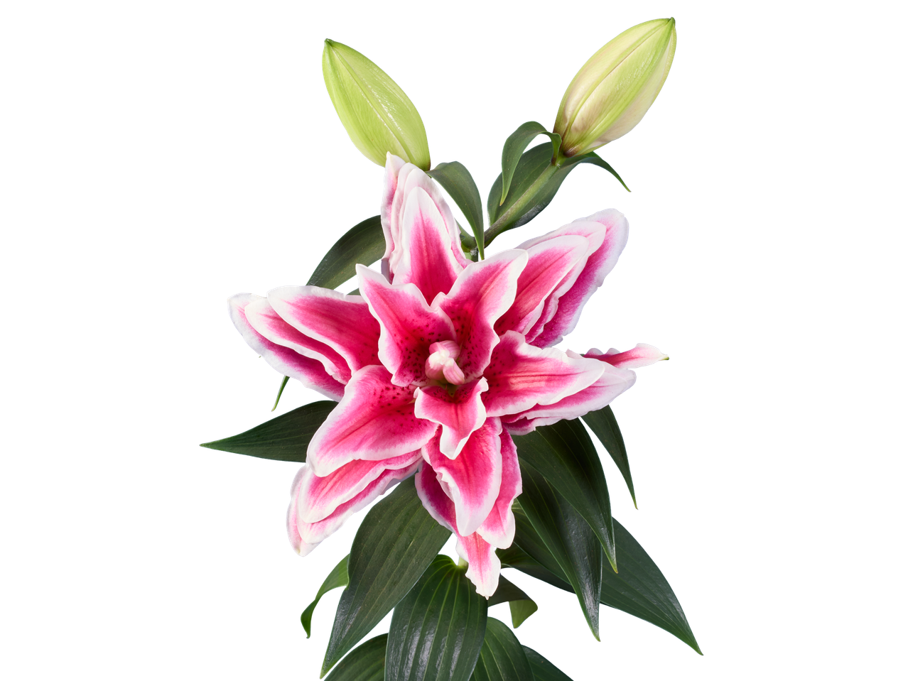 Lírio oriental rosa e branco com botões verdes em um fundo preto.