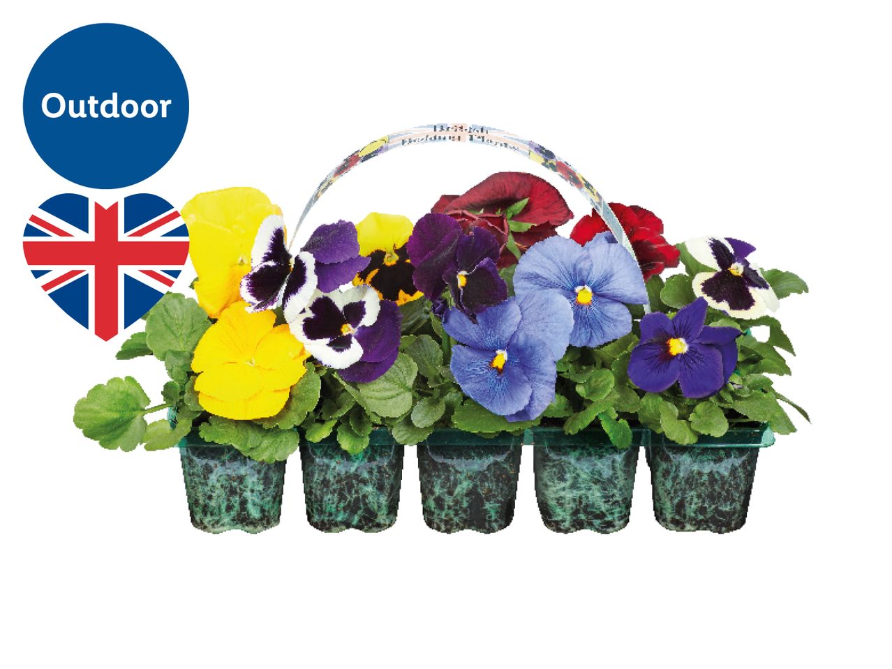 Assortment of colorful pansies in individual pots, arranged in a basket.