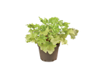 Een kleine Heuchera plant in een pot met lichtgroene bladeren.