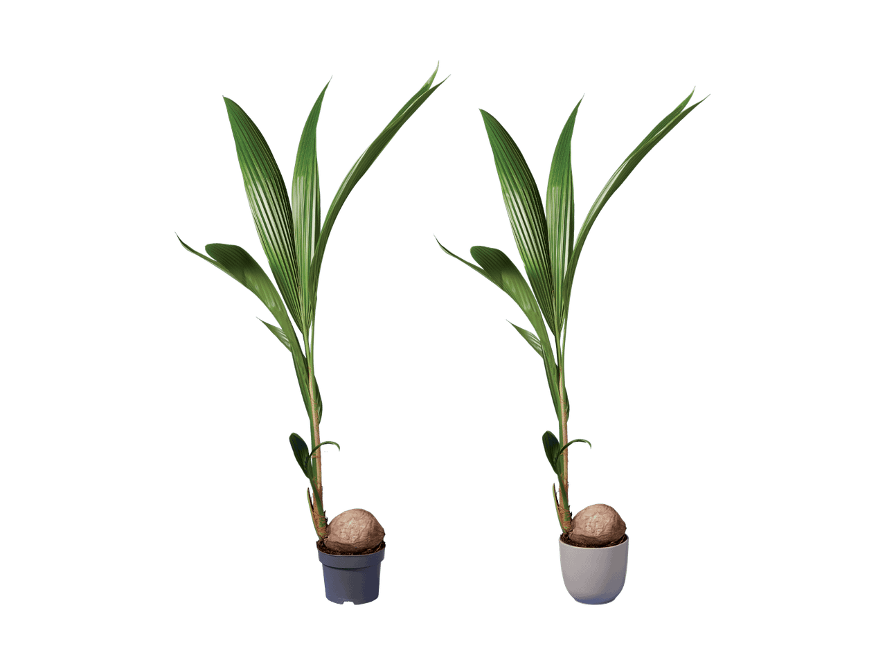 Deux jeunes cocotiers en pot, prêts à pousser