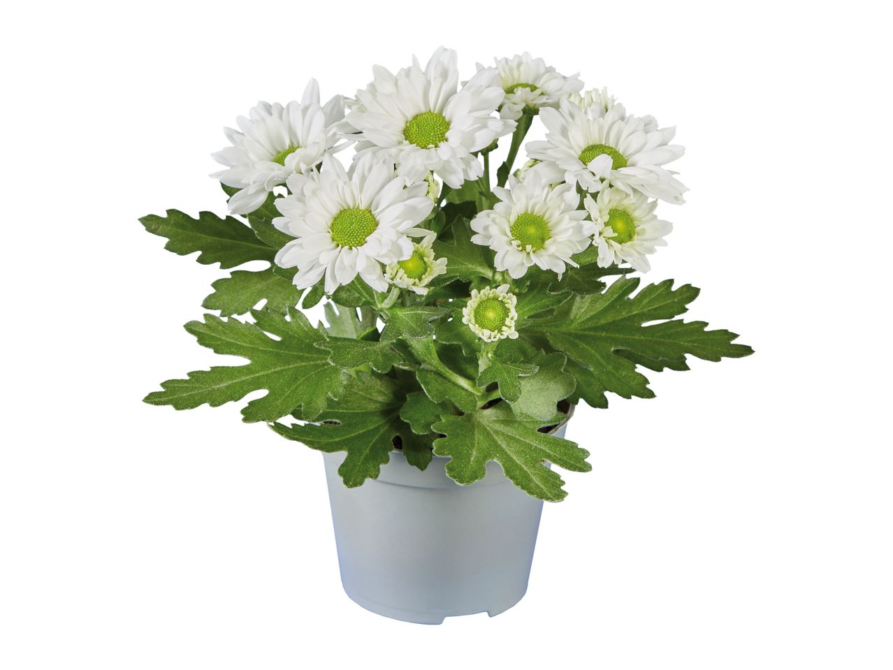A small potted plant with white daisies.