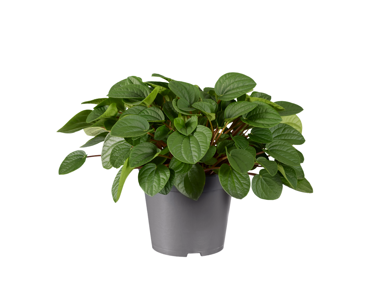 Weelderige groene kamerplant in een grijze pot