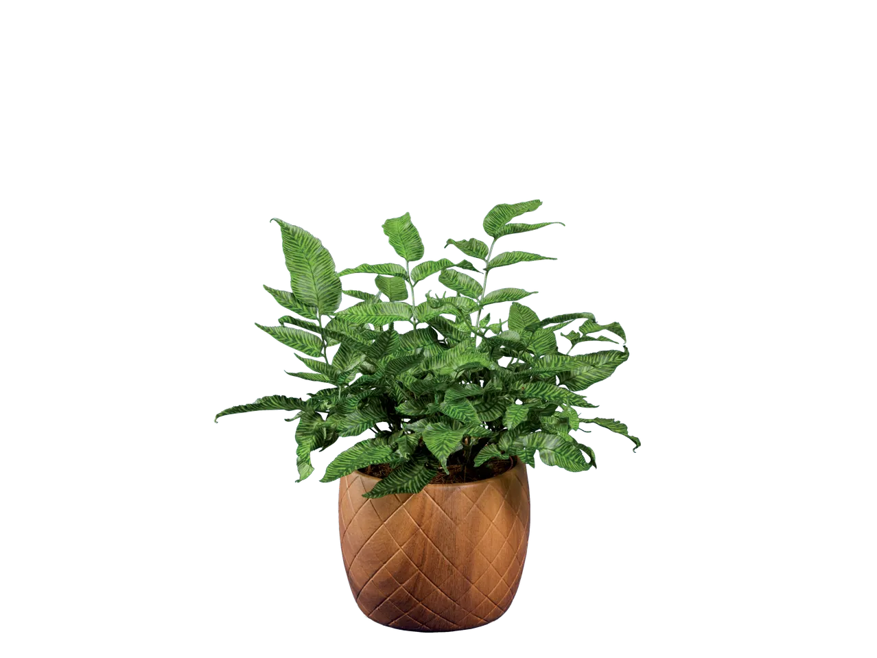 Een groene, gestreepte plant in een bruine, gepatroneerde pot.