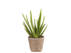 Aloe vera plant in a beige pot with "Life" written on it.