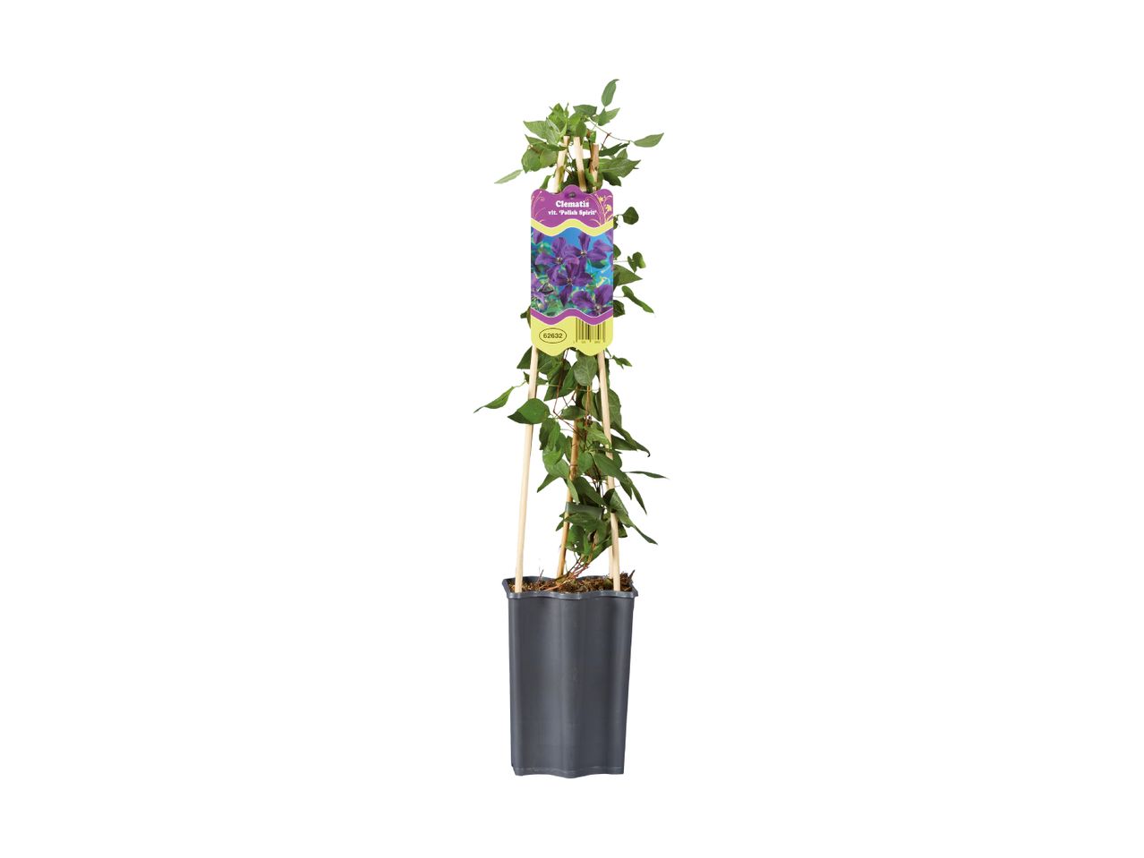 Clematis vit. 'Polish Spirit' plant in a dark grey pot with a colorful label.