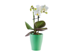 Бела орхидеја Phalaenopsis у светлозеленој саксији.