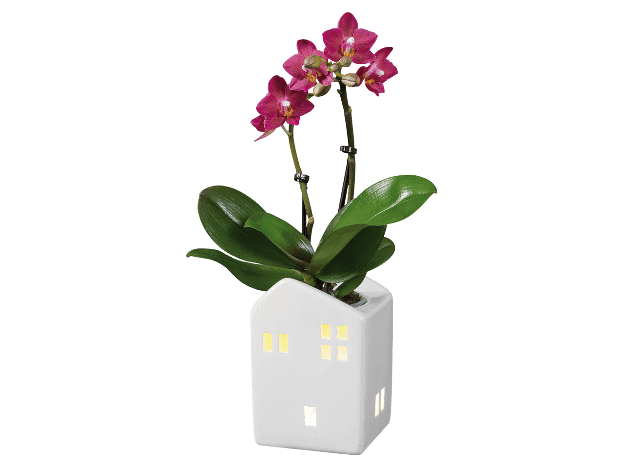 Házikó alakú kaspóba ültetett lila orchidea fekete háttér előtt.