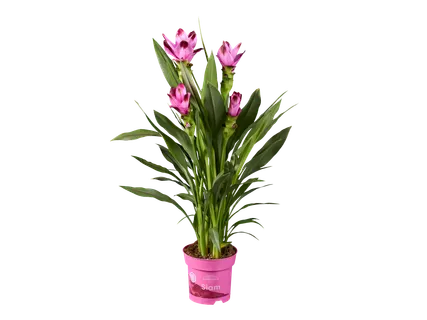 Curcuma în ghiveci
